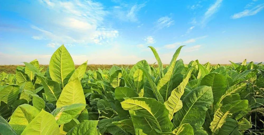 福建中煙再攜用友 開啟YonBIP煙草行業(yè)財(cái)務(wù)數(shù)智化新篇章(圖1)